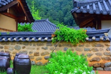 능소화 - 풍경갤러리 - 들꽃사랑* 능소화