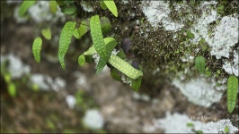고란초 - 포자식물갤러리 - 들꽃사랑* 고란초
