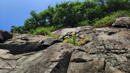 참나리 - 야생화갤러리 - 들꽃사랑* 참나리