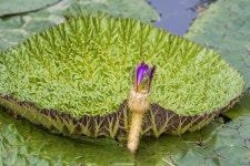 가시연꽃 - 원예화갤러리 - 들꽃사랑* 가시연꽃