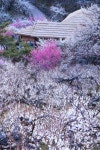 광양매화마을 - 풍경갤러리 - 들꽃사랑* 광양