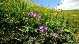 숲제라늄(Geranium sylvaticum) - 해외야생화갤러리 - 들꽃사랑* 숲제라늄(Geranium sylvaticum)