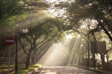 빛내림 - 자유갤러리 - 들꽃사랑* 빛내림