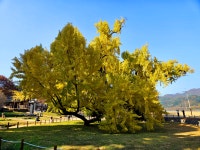 대구 도동서원 은행나무 - 자유갤러리 - 들꽃사랑* 대구 도동서원 은행나무