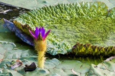 가시연꽃 - 원예화갤러리 - 들꽃사랑* 가시연꽃