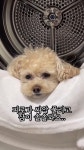 강아지 전용 찜질방.insta - Soul Lounge - 소울드레서 (SoulDresser) 소울드레서 (SoulDresser)