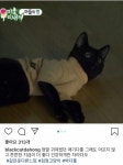 다홍이가 너무 예쁜 팔불출 집사 박수홍의 냥스타그램 - 악플달면... 20대들의 알흠다운 공간 다홍이가 너무 예쁜 팔불출 집사 박수홍의 냥스타그램