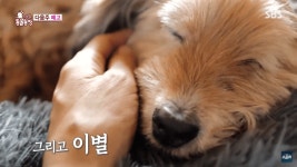 다음주 동물농장 개스트 - Soul Lounge - 소울드레서 (SoulDresser) 소울드레서 (SoulDresser)