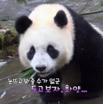 판남 후드리챱챱 뚜까패는 아이바오.gif - Soul Lounge - 소울드레서 (SoulDresser) 소울드레서 (SoulDresser)