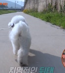 더쿠 - 세상에 이런일에 나온 행복한 강아지.gif