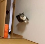 냥글냥글 고양이 가족 - Soul Lounge - 소울드레서 (SoulDresser) 소울드레서 (SoulDresser)