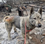 이번 산불에서 구조된 동물들 - 악플달면 쩌리쩌려버려 - ＊여성시대＊ 차분한 20대들의 알흠다운 공간 이번 산불에서 구조된 동물들