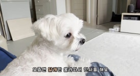 휴가 나온 큰오빠랑 헤어지기 싫은 강아지 ㅜㅜ (명랑한 봄달래)... 알흠다운 공간 휴가 나온 큰오빠랑 헤어지기 싫은 강아지 ㅜㅜ (명랑한 봄달래)