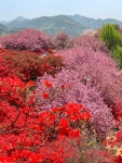 전주 완산공원의 봄, 만개한 겹벚꽃🌸 - Soul Lounge - 소울드레서 (SoulDresser) 소울드레서 (SoulDresser)