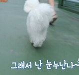 더쿠 - 세상에 이런일에 나온 행복한 강아지.gif