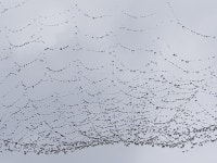 비온뒤에 선물 - 자유 게시판 - 사단법인경상북도숲해설가협회 비온뒤에 선물
