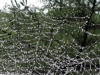 비온뒤에 선물 - 자유 게시판 - 사단법인경상북도숲해설가협회 비온뒤에 선물