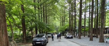 25년 8월 19일 장태산 자연휴양림을 다녀와서 - 동심산악회게시판 - 대전세종충남농협동인회 25년 8월 19일 장태산 자연휴양림을 다녀와서