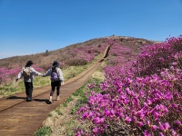 5/6(수) 지리산 노고단 진달래꽃 평일 힐링 여행(우등리무진) - ☆.. 5/6(수) 지리산 노고단 진달래꽃 평일 힐링여행 - 행복공감여행 5/6(수) 지리산... 