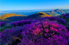 5/6(수) 지리산 노고단 진달래꽃 평일 힐링 여행(우등리무진) - ☆.. 5/6(수) 지리산 노고단 진달래꽃 평일 힐링여행 - 행복공감여행 5/6(수) 지리산... 