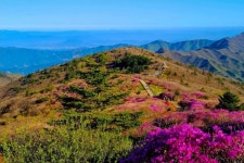 5/6(수) 지리산 노고단 진달래꽃 평일 힐링 여행(우등리무진) - ☆.. 5/6(수) 지리산 노고단 진달래꽃 평일 힐링여행 - 행복공감여행 5/6(수) 지리산... 