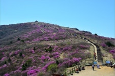 5/6(수) 지리산 노고단 진달래꽃 평일 힐링 여행(우등리무진) - ☆.. 5/6(수) 지리산 노고단 진달래꽃 평일 힐링여행 - 행복공감여행 5/6(수) 지리산... 