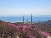 5/6(수) 지리산 노고단 진달래꽃 평일 힐링 여행(우등리무진) - ☆.. 5/6(수) 지리산 노고단 진달래꽃 평일 힐링여행 - 행복공감여행 5/6(수) 지리산... 
