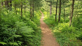 7/26(토) 대관령 국민의숲 트레킹 & 경포해변 여행 - ☆.. 7/26(토) 대관령 국민의숲&경포해변 - 행복공감여행 7/26(토) 대관령 국민의숲 트레킹... 