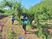 청정지역에서 생산한 자두 판매합니다 - 직거래 장터 - 왕버들주말농장 청정지역에서 생산한 자두 판매합니다