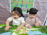 배추가 우리식탁으로 오기까지 - ★은성게시판★ - 풍호은성영아전담어린이집 배추가 우리식탁으로 오기까지
