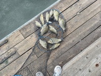 [25년10월5일 초평지 팔팔좌대 조황] - 조황정보 - ★초평지,초평낚시터,초평저수지,초평팔팔좌대,초평팔팔낚시터★ [25년10월5일 초평지... 