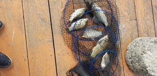 조황정보 - ★초평지,초평낚시터,초평저수지,초평팔팔좌대,초평팔팔낚시터★ 21년 10월 10일 13시#초평저수지 #초평지 #초평낚시터 #초평호... 