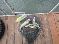 [25년10월5일 초평지 팔팔좌대 배스 조황] - 조황정보 - ★초평지,초평낚시터,초평저수지,초평팔팔좌대,초평팔팔낚시터★ [25년10월5일 초평지... 