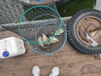  [25년10월12일 초평지 팔팔좌대 조황] - 조황정보 - ★초평지,초평낚시터,초평저수지,초평팔팔좌대,초평팔팔낚시터★  [25년10월12일... 