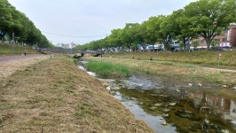 안산천의사계-5 - ▶사진 올리기(still) - 은빛둥지-신노인(新老人)-노인들의 화려한 변신 안산천의사계-5