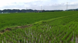 23일-본오들-벼는 자라기 시작 - ▶ 도시텃밭 - Smart Farm - 은빛둥지-신노인(新老人)-노인들의 화려한 변신 2024년 6월 23일-본오들-벼는... 