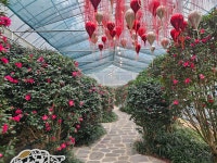 1004섬분재공원/겨울꽃축제 - ◈자유도보 사진 - 진주라천리길 (워킹진주) 1004섬분재공원/겨울꽃축제