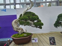 1004섬분재공원/겨울꽃축제 - ◈자유도보 사진 - 진주라천리길 (워킹진주) 1004섬분재공원/겨울꽃축제