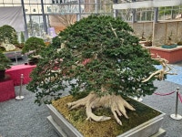 1004섬분재공원/겨울꽃축제 - ◈자유도보 사진 - 진주라천리길 (워킹진주) 1004섬분재공원/겨울꽃축제