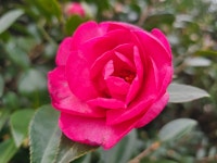 1004섬분재공원/겨울꽃축제 - ◈자유도보 사진 - 진주라천리길 (워킹진주) 1004섬분재공원/겨울꽃축제