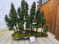 1004섬분재공원/겨울꽃축제 - ◈자유도보 사진 - 진주라천리길 (워킹진주) 1004섬분재공원/겨울꽃축제