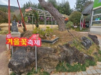 1004섬분재공원/겨울꽃축제 - ◈자유도보 사진 - 진주라천리길 (워킹진주) 1004섬분재공원/겨울꽃축제