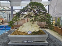 1004섬분재공원/겨울꽃축제 - ◈자유도보 사진 - 진주라천리길 (워킹진주) 1004섬분재공원/겨울꽃축제