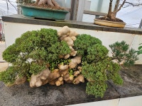 1004섬분재공원/겨울꽃축제 - ◈자유도보 사진 - 진주라천리길 (워킹진주) 1004섬분재공원/겨울꽃축제