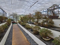 1004섬분재공원/겨울꽃축제 - ◈자유도보 사진 - 진주라천리길 (워킹진주) 1004섬분재공원/겨울꽃축제