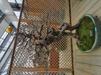 1004섬분재공원/겨울꽃축제 - ◈자유도보 사진 - 진주라천리길 (워킹진주) 1004섬분재공원/겨울꽃축제