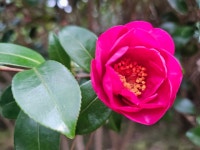 1004섬분재공원/겨울꽃축제 - ◈자유도보 사진 - 진주라천리길 (워킹진주) 1004섬분재공원/겨울꽃축제