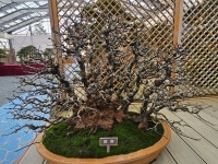 1004섬분재공원/겨울꽃축제 - ◈자유도보 사진 - 진주라천리길 (워킹진주) 1004섬분재공원/겨울꽃축제