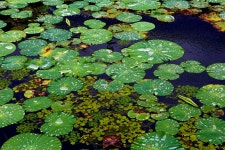 세미원~2 - 내 출사 걷기 사진 - 사랑과 정보 마당 세미원~2