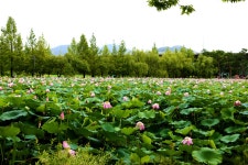 세미원~3 - 내 출사 걷기 사진 - 사랑과 정보 마당 세미원~3